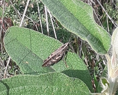 Calliptamus plebeius