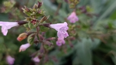 Clinopodium menthifolium ascendens