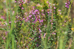 Lespedeza stuevei