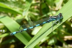 Coenagrion mercuriale