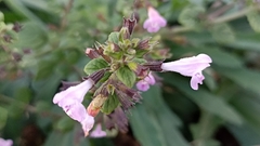 Clinopodium menthifolium ascendens