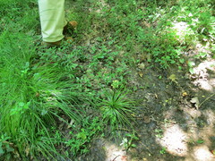 Isoetaceae