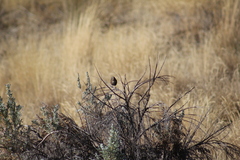 Melospiza melodia