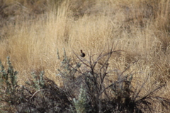 Melospiza melodia
