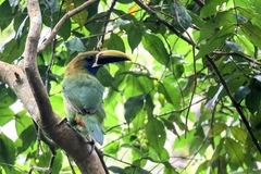 Aulacorhynchus prasinus