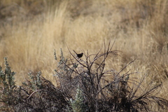 Melospiza melodia
