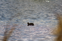 Fulica americana