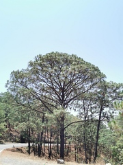 Pinus yecorensis
