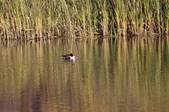 Spatula clypeata