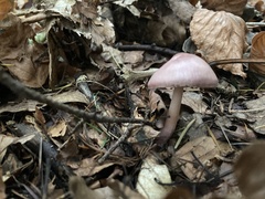Mycena rosea