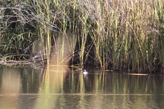 Bucephala albeola