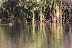 Bucephala albeola