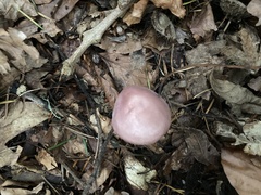 Mycena rosea