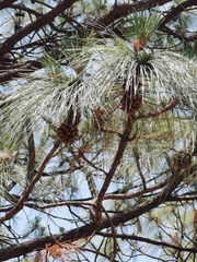 Pinus yecorensis