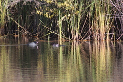 Bucephala albeola