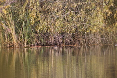 Bucephala albeola