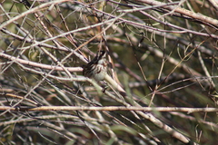 Melospiza melodia