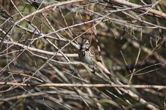 Melospiza melodia