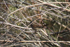 Melospiza melodia