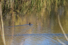Podilymbus podiceps