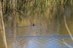 Podilymbus podiceps