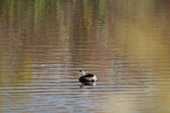 Podilymbus podiceps