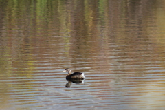 Podilymbus podiceps