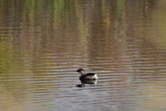 Podilymbus podiceps