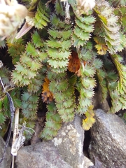 Anisotome aromatica