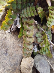 Anisotome aromatica