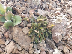 Anisotome aromatica