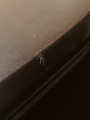Diptera