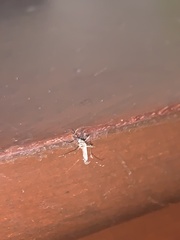Diptera