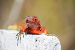 Microlophus delanonis