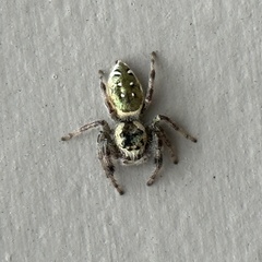 Paraphidippus