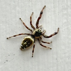 Paraphidippus