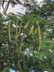Tracheophyta