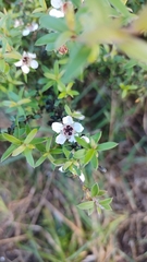 Leptospermum scoparium