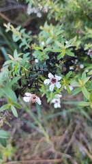Leptospermum scoparium