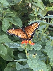 Danaus eresimus montezuma