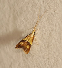 Crocanthes prasinopis