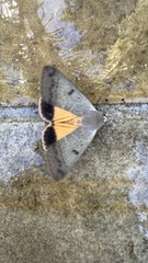 Ophiusa disjungens