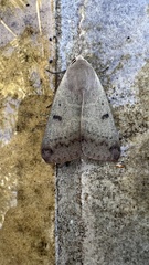 Ophiusa disjungens