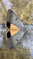 Ophiusa disjungens