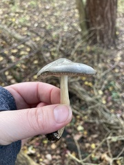 Clitocybe odora