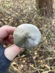 Clitocybe odora