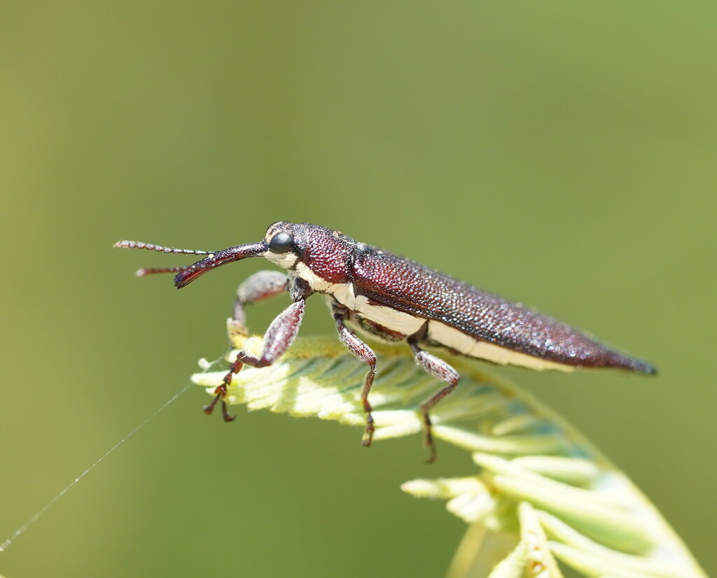 Rhinotia phoenicoptera