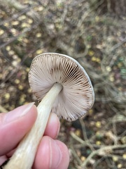 Clitocybe odora