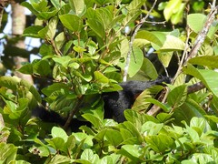 Callosciurus prevostii pluto