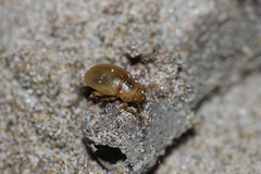 Xanthomus pellucidus